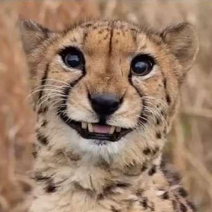 Colorado Quinn Github - Premium Mountain Picture Gallery - Desktop