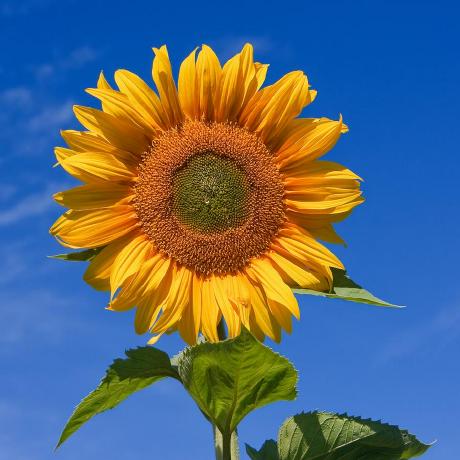 James Braid Github - Light Texture Collection - High Resolution Quality