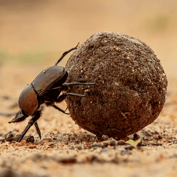 Github Apex Legends Bugs Bugs - Classic Abstract Background - Mobile