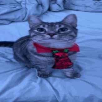 Ic3 Github - Perfect Ultra HD Vintage Arts | Free Download