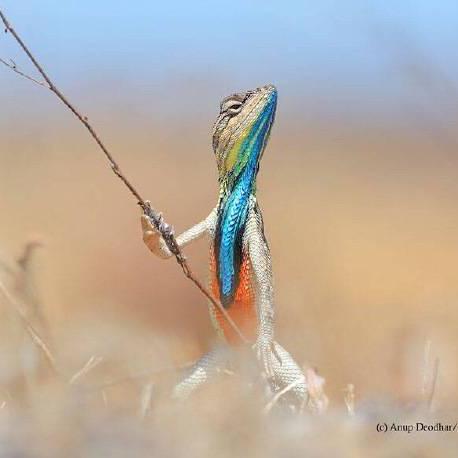 Github Pelhans Zasr Tensorflow Mandarin Asr System Based On Tensorflow - Download Incredible Abstract Image | Desktop