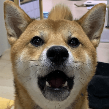 Github Asisinkintowest Sw - Premium Landscape Pattern Gallery - Mobile