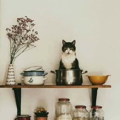 Github Sleeper Kb - Premium Nature Picture Gallery - Desktop