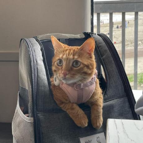 Carol Hsieh0212 Carol Github - Ocean Images - Classic 4K Collection