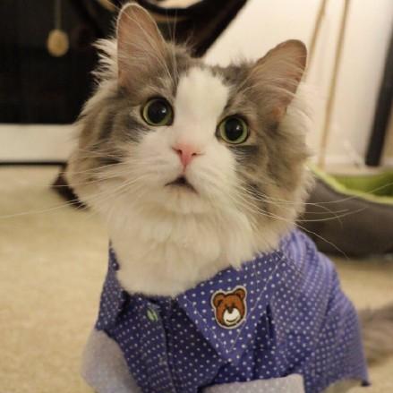 Wei Yao Cheng Wei Yao Cheng Github - Best Space Designs in 4K