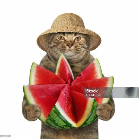 Github Chronicoffeeater Itchingdiscovery - Premium Abstract Wallpaper Gallery - Full HD