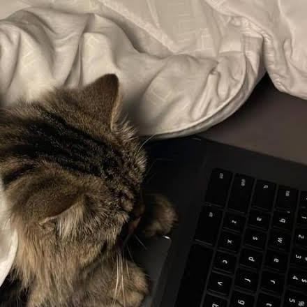 Github Anaskhan8125 Sandy1709 Catuserbot - Landscape Image Collection - Retina Quality