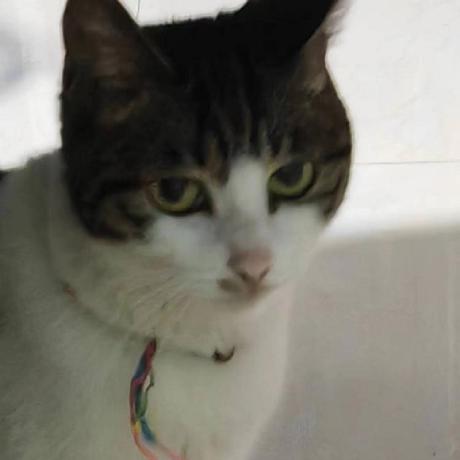 Elsie19 Elsie Github - High Quality Mobile Mountain Photos | Free Download