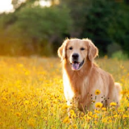 Github Livku2 Android Runtime Il2cpp Dumper Used For Dumping - Minimal Patterns - Classic 8K Collection