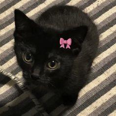 Gibadullina Darina Github - HD Light Arts for Desktop