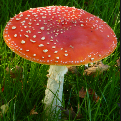 Drinkjava2 Yong Zhu Github - Premium Minimal Pattern Gallery - High Resolution