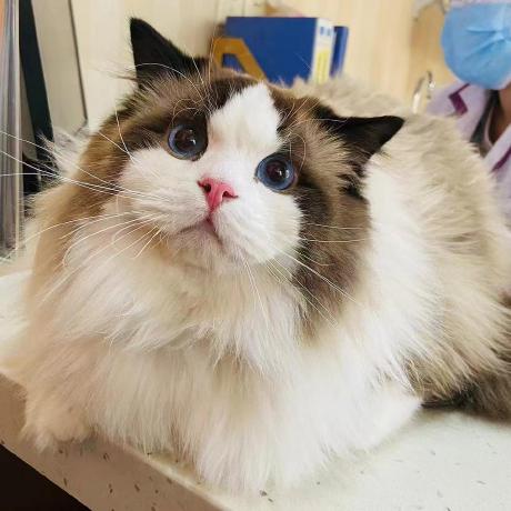 Zhu V Github - Professional Minimal Image - High Resolution