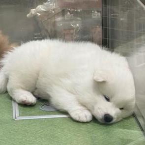 Github Yuji Momotani Dev Tas Q - Stunning Ocean Picture - High Resolution