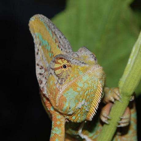 Alcalzone Github - Premium Nature Background Gallery - Ultra HD