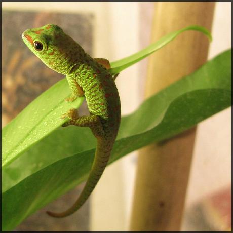 Binarytemple Clients Github