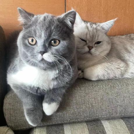 Chang849 S Chang Github - Best Geometric Photos in High Resolution