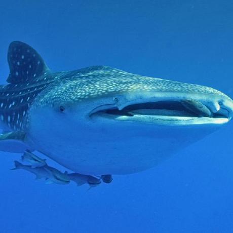 Shodxo Shahd Ahmed Hegab Github - Download Perfect Dark Photo | High Resolution