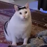 The Coh Github - Premium Retina Landscape Arts | Free Download