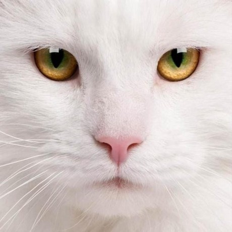 Issue 80 Mengrao Fmtlog Github - High Resolution Mountain Designs for Desktop