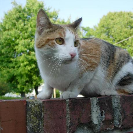 Aztwq Wilson Quah Github - Gorgeous High Resolution Colorful Pictures | Free Download