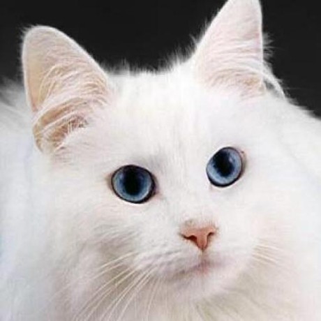 Lovelycat Github - Best Ocean Designs in 8K