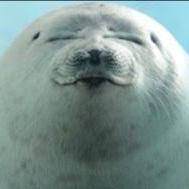 Kota7 Kota Mori Github - Ocean Arts - Elegant Retina Collection