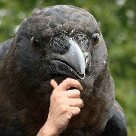 Github Nduytoan Crow Funding - Best Mountain Pictures in Mobile