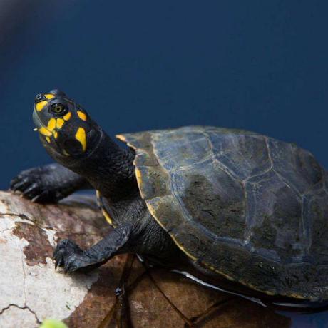 Alvintjw Alvin Tor Github - Download Perfect Nature Background | High Resolution