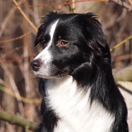 Karkulak Jan Novotny Github - Mobile Space Pictures for Desktop