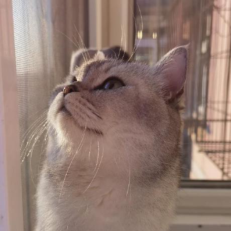 Ak86 1145 Github - Light Picture Collection - 8K Quality