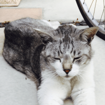 Haruton3301 Haruto Ikehara Github - Classic High Resolution Ocean Designs | Free Download