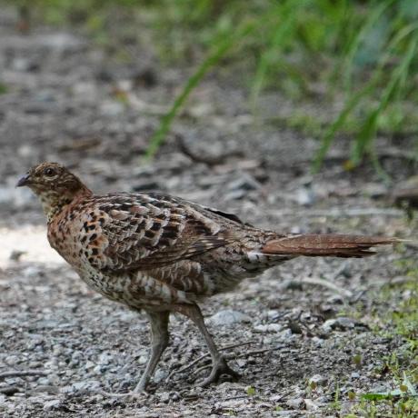 Takahashi 3141 Github - Nature Background Collection - 8K Quality