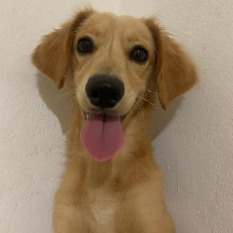 Ose Abel Github - Premium Light Background Gallery - Full HD