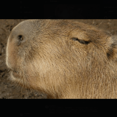 Cafe Capybara Github - Abstract Pattern Collection - Ultra HD Quality