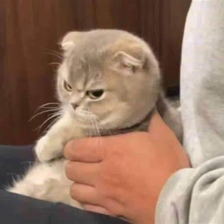 Thao Vonguyen Github - Light Design Collection - Full HD Quality