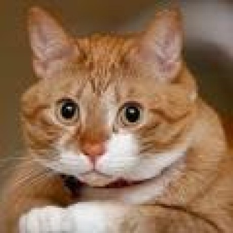 Ruafernd Ru Github - Elegant Retina Nature Images | Free Download