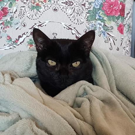 Tha Finger Tha Finger Github - 4K Abstract Arts for Desktop