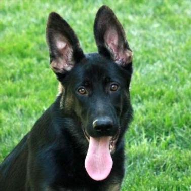 Ves Github - 4K City Images for Desktop