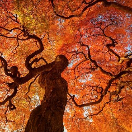 Github Kdl Org Kdljs Javascript Kdl Library - Nature Picture Collection - Ultra HD Quality