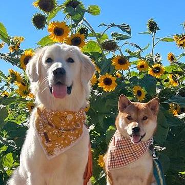 Lixi Zhou S Homepage - Gradient Photo Collection - 8K Quality