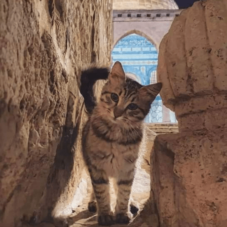 Github Sgfddttt Sara V2 - Nature Images - Artistic Mobile Collection