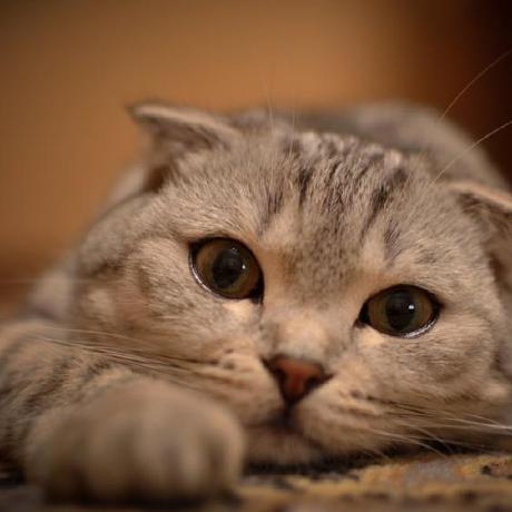 Github Alf Dwt Mall Ssh - Premium Dark Wallpaper Gallery - 4K