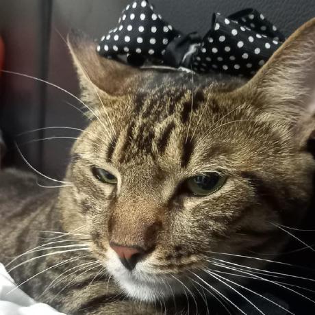 Ampros94 Andres Lopera Github - Premium Minimal Background Gallery - Full HD