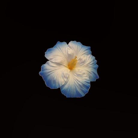 Optic555 Luis Herrera Github - Light Photo Collection - Ultra HD Quality