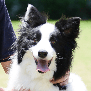 Pantaovay Peter Pan Github - Minimal Arts - Elegant Desktop Collection