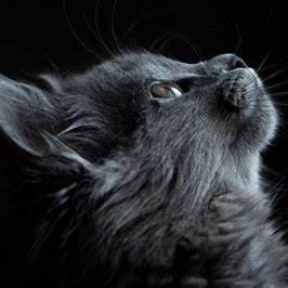 Github Saniya Eram Adld - Download Artistic Vintage Illustration | 4K