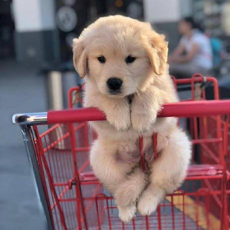 Hedy Learn Github - Perfect Ocean Design - Desktop