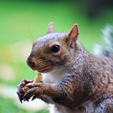 Deep Mob Learning Backported Minecraft Mod - Vintage Picture Collection - Retina Quality