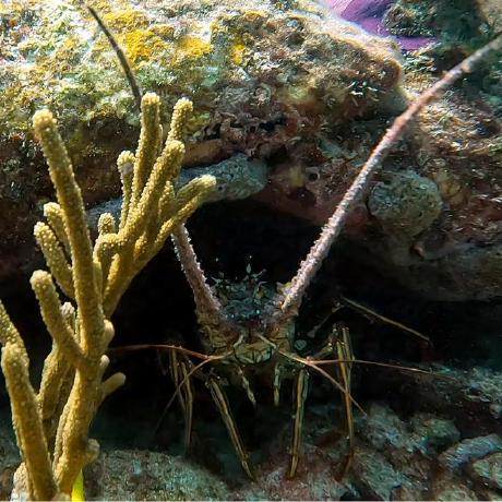 Alyssa Savier Github - Ultra HD Ocean Designs for Desktop