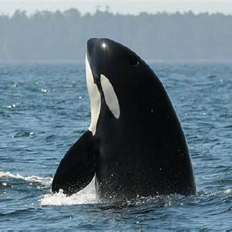 Gs0428 Gwang Soo Github - Download High Quality Mountain Illustration | Retina